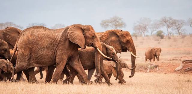 David Sheldrick Elephant Orphanage Tour