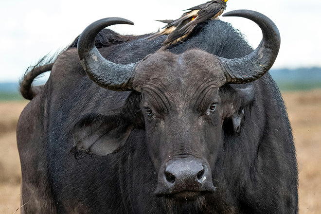 Buffalo Springs National Reserve