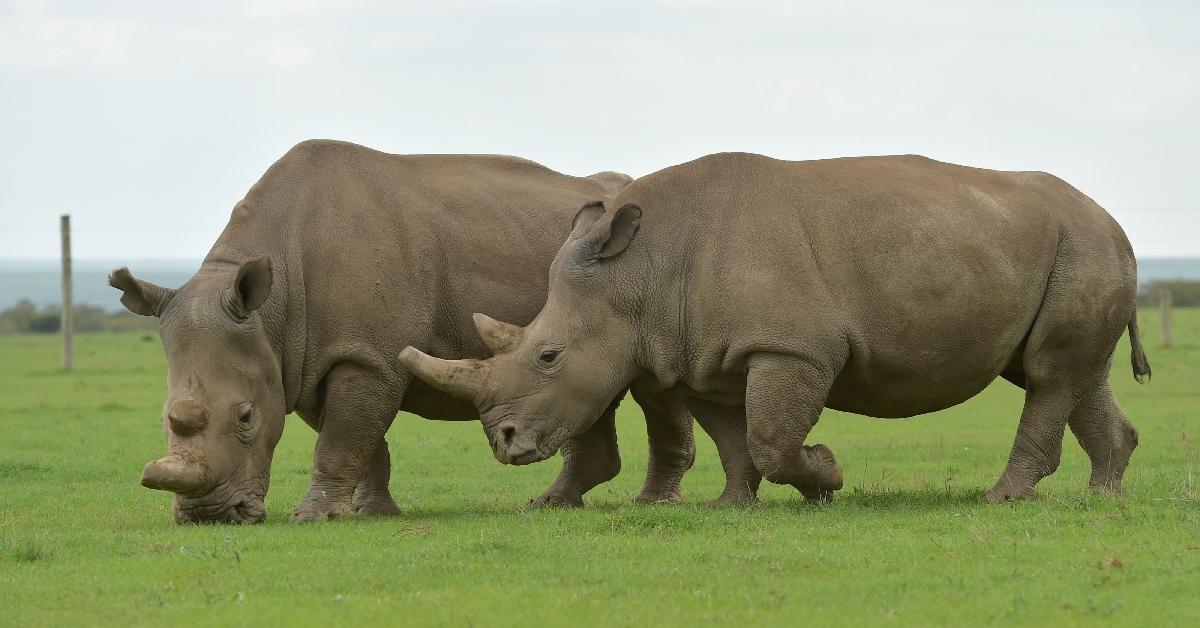 Ol Pejeta Conservancy