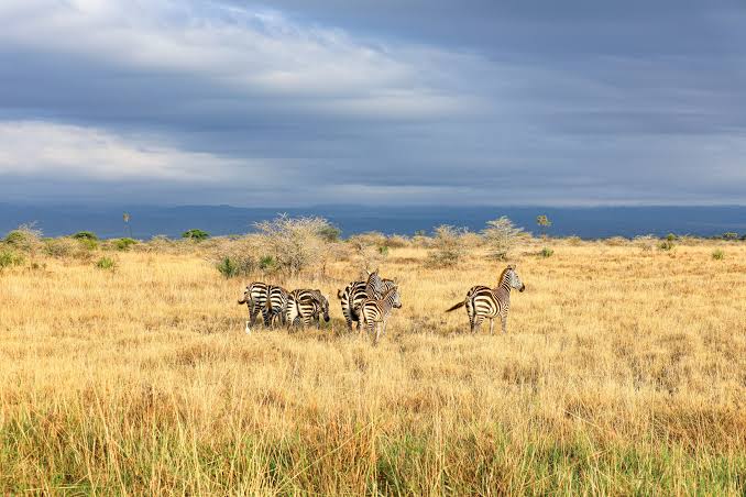 Wildlife in Meru National Park