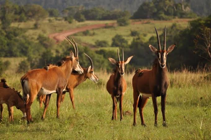 1 Day Shimba Hills Safari