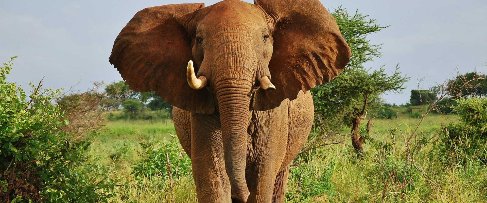 3 Days Meru National Park Safari