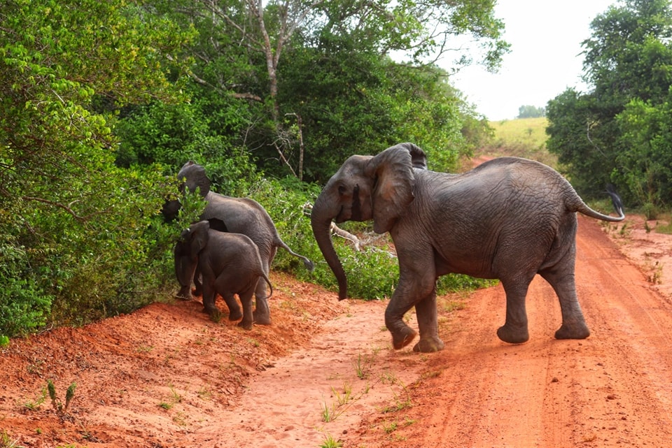 3 Days Shimba Hills and Wasini Island Safari