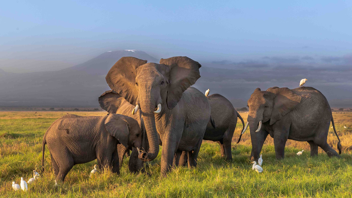 3 Days Tsavo East and Amboseli Safari