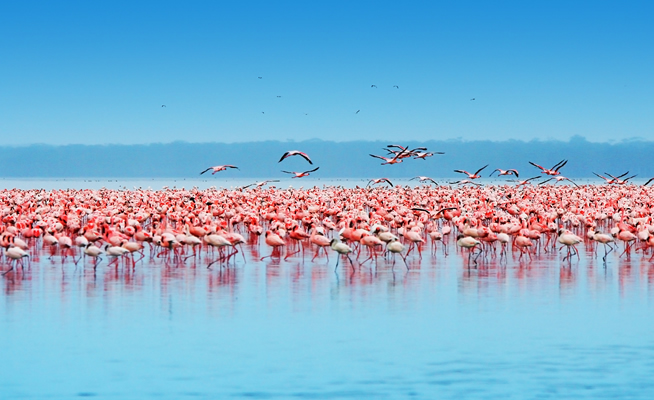 4 Days Lake Nakuru Lake Naivasha and Masai Mara Safari