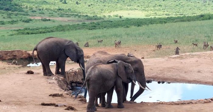 4 Days Tsavo East and Shimba Hills Safari