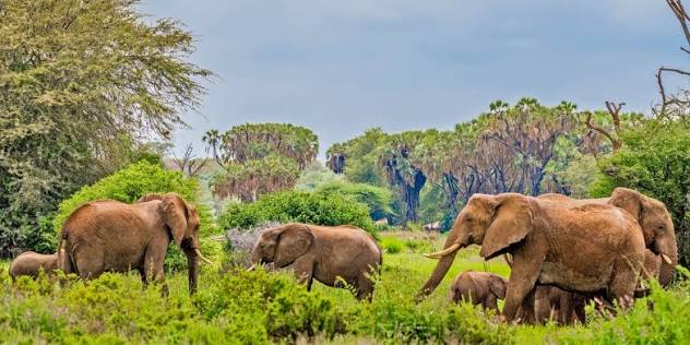 5 Days Aberdare Samburu and Mount Kenya Safari