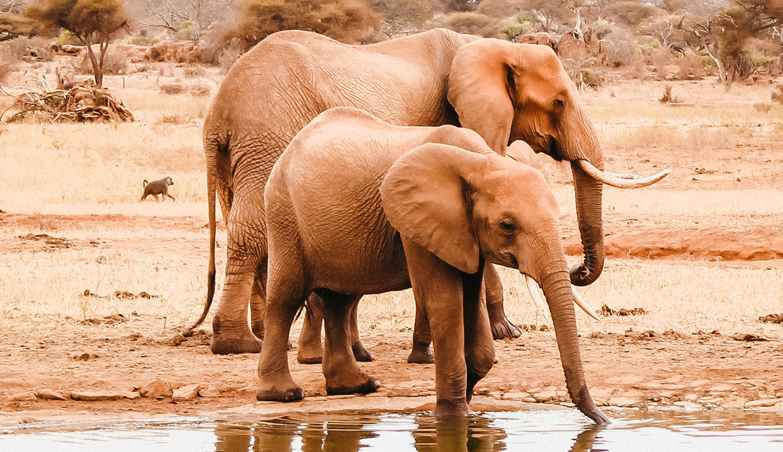 5 Days Amboseli Tsavo West and Tsavo East Safari