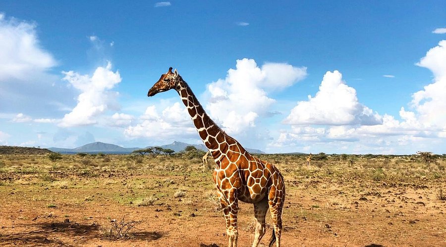 5 Days Meru Samburu and Shaba Safari