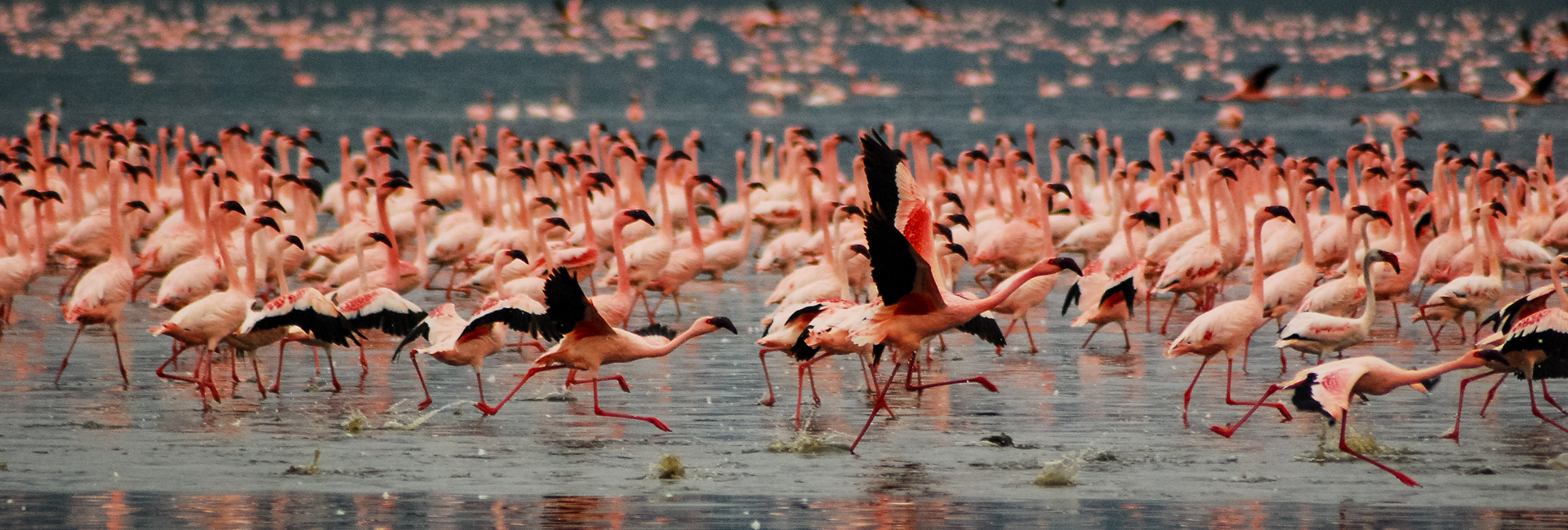6 Days Amboseli Lake Nakuru and Lake Naivasha Safari