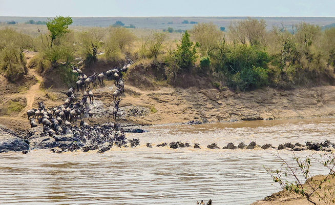 6 Days Amboseli Lake Nakuru and Masai Mara jeep safari
