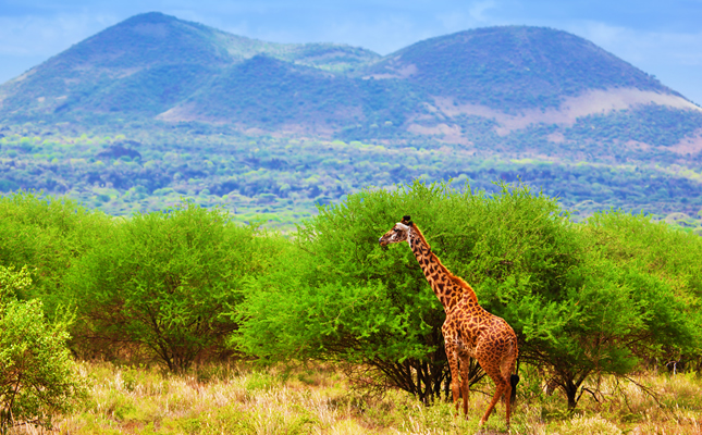 6 Days Buffalo Springs Ol Pejeta Lake Nakuru Safari