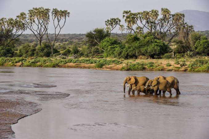 Lions in Shaba National Reserve