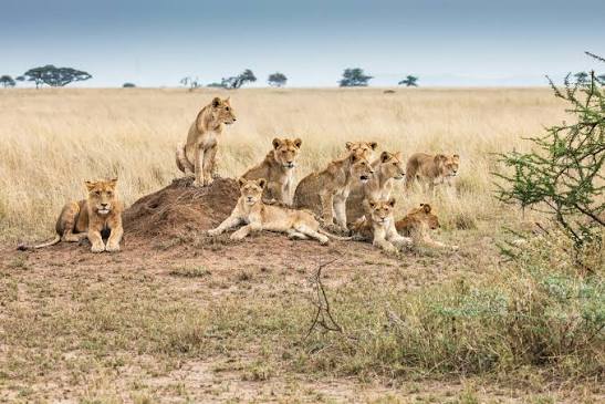 Day 5 - Amboseli - Arusha - Tarangire