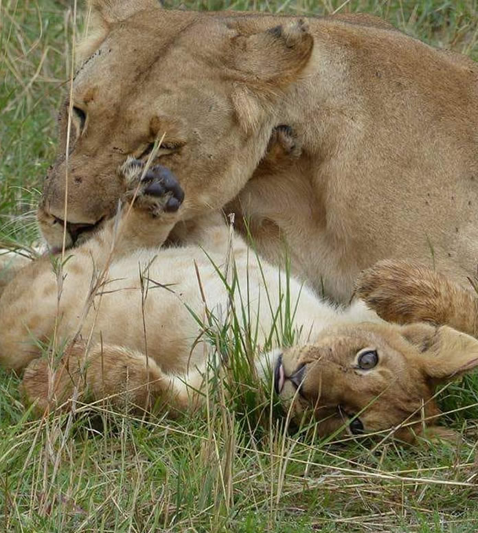 Maasai Mara Air Safari