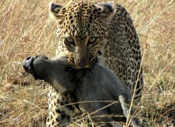 Maasai Mara wildlife safari