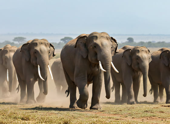 Amboseli National Park and Mount Kilimanjaro