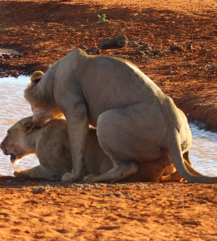 Tsavo, Amboseli & Tsavo East
