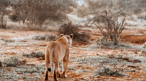 Tsavo West - Mombasa