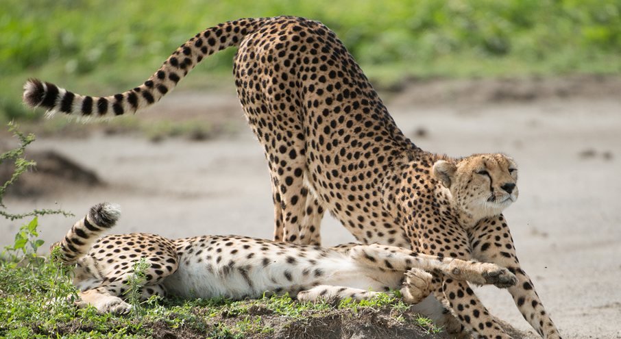 Masai Mara - Mombasa