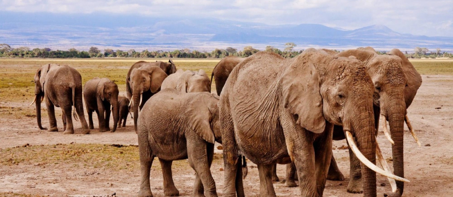 Day 2 - Taita Hills / Salt Lick – Amboseli National Park