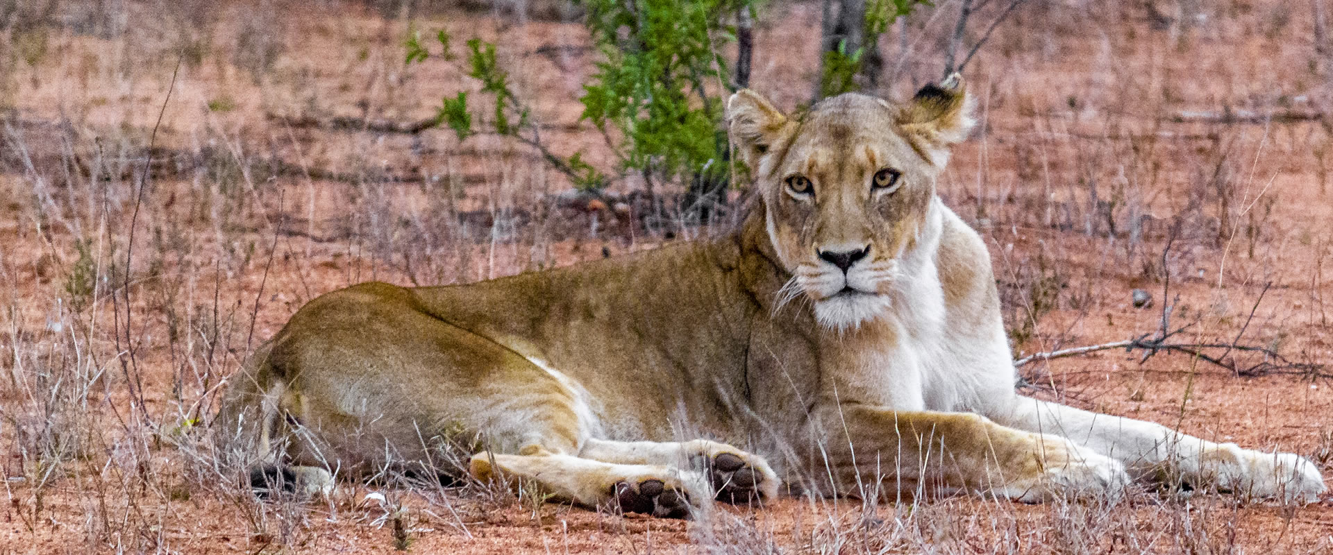 Tsavo West – Mombasa