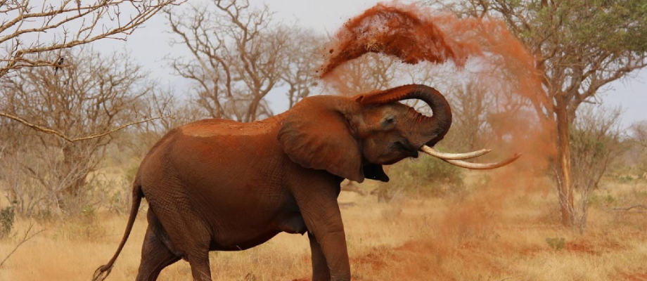 Mombasa – Tsavo East National Park
