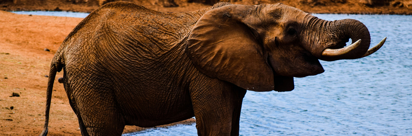 Tsavo West - Mombasa