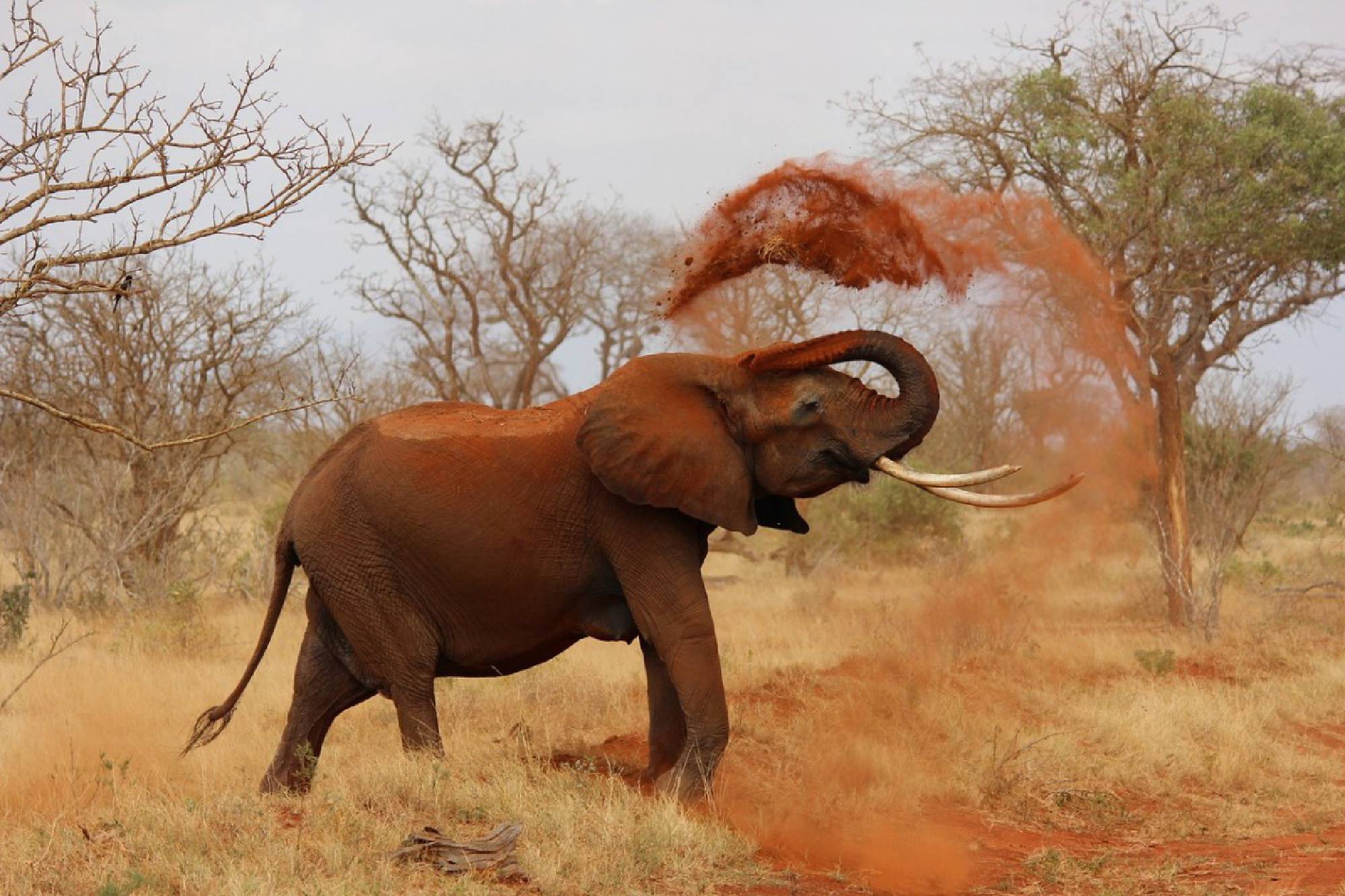 Tsavo West – Amboseli National Park