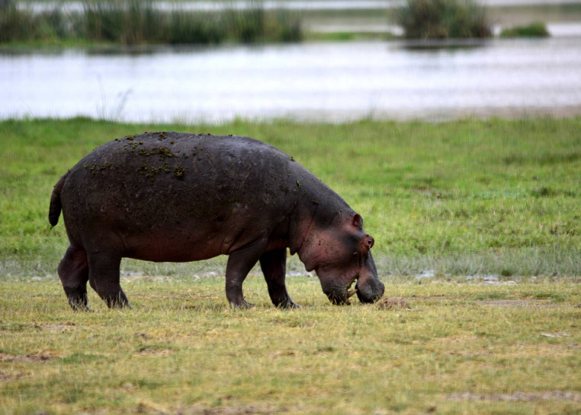 Amboseli – Taita Hills / Salt Lick