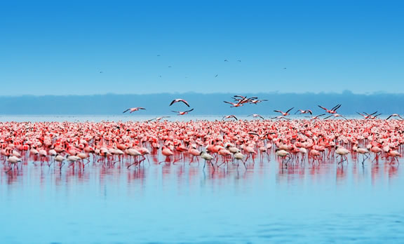 Day 3 - Amboseli – Lake Nakuru National Park