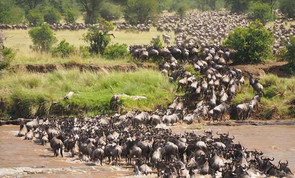 Day 6 - Masai Mara – Nairobi