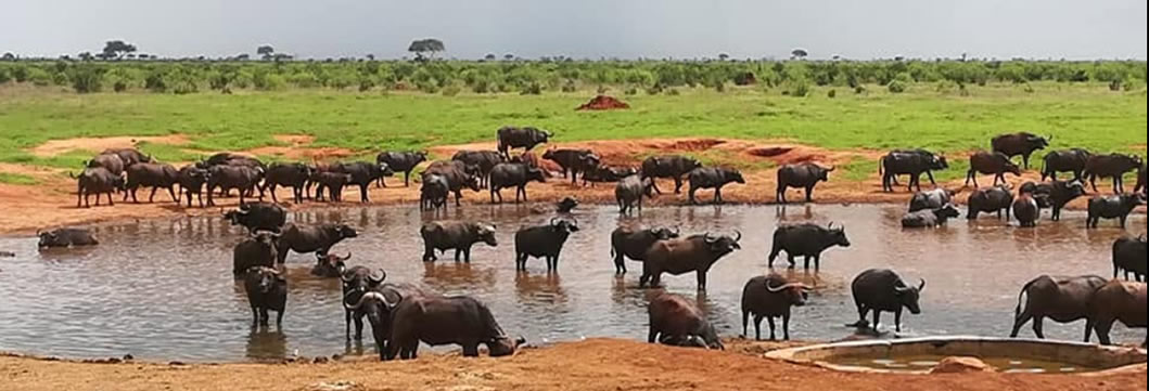 Tsavo West – Mombasa