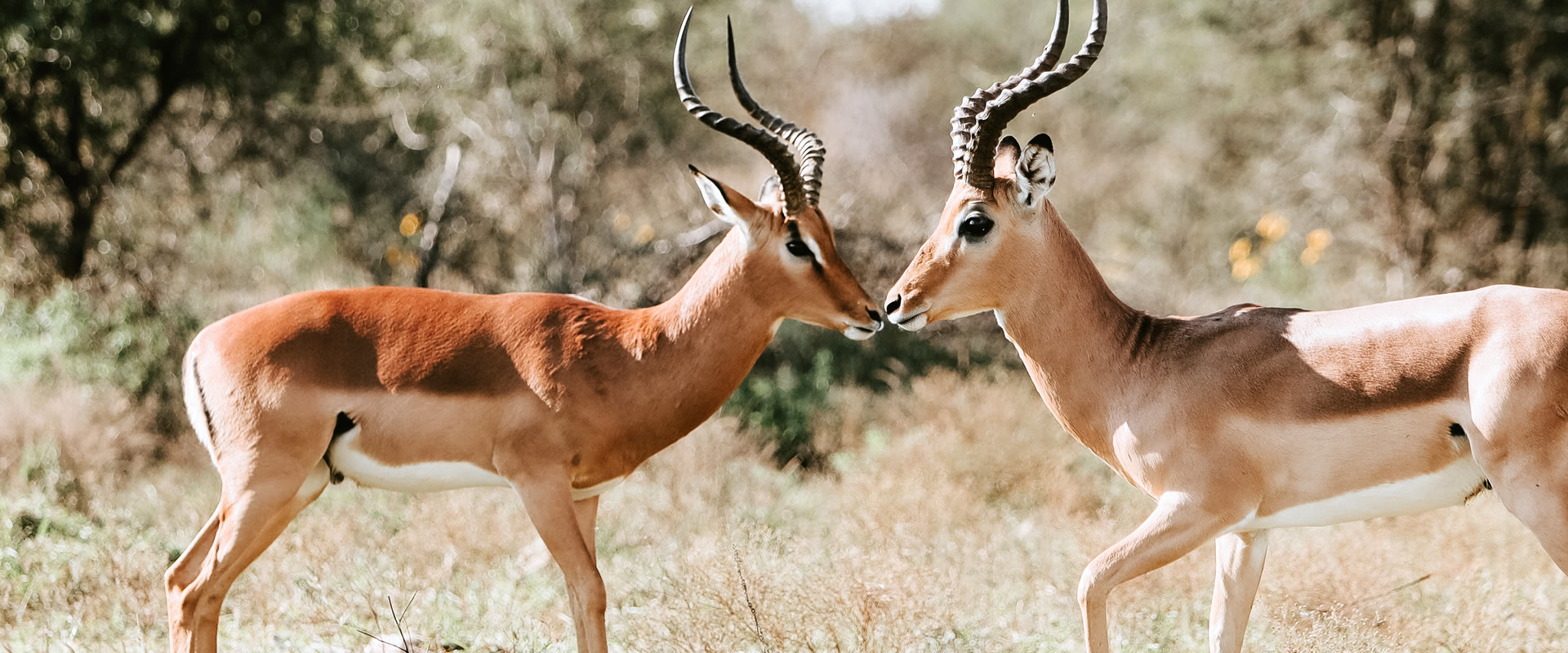2 Days Tsavo East & Taita Hills with Salt Lick Lodge