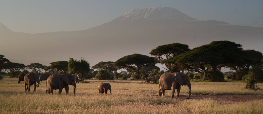 4 Days Tsavo West - Amboseli - Tsavo East